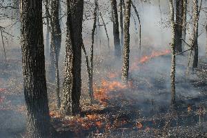 Vegetation burning